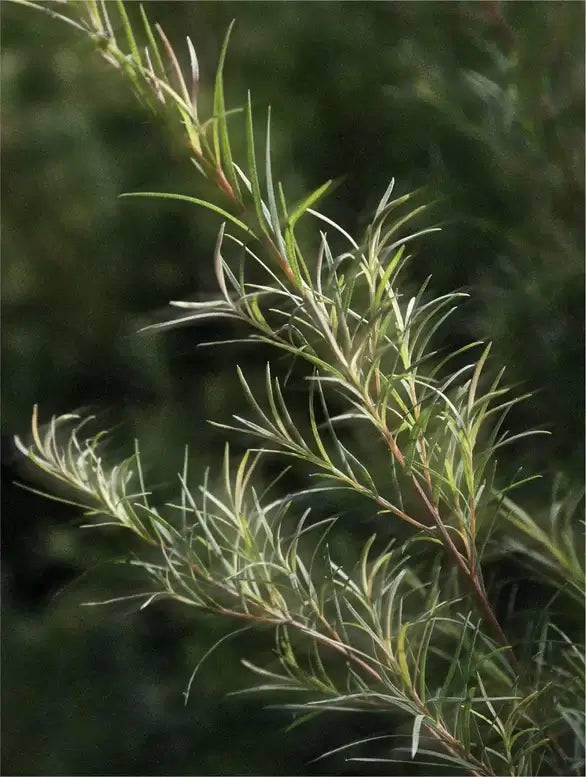 Close-up of a green plant branch with slender leaves against a blurred background.